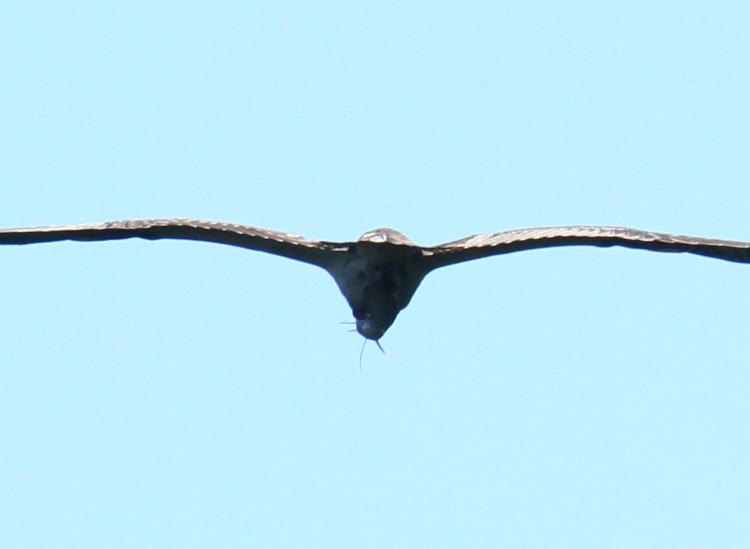 osprey Pandion haliaetus in flight with peculiar head