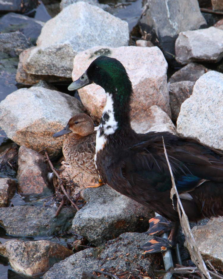 pair of unidentified ducks, possibly hybrid mallard Anas platyrhynchos X and juvenile North American ruddy duck Oxyura jamaicensis