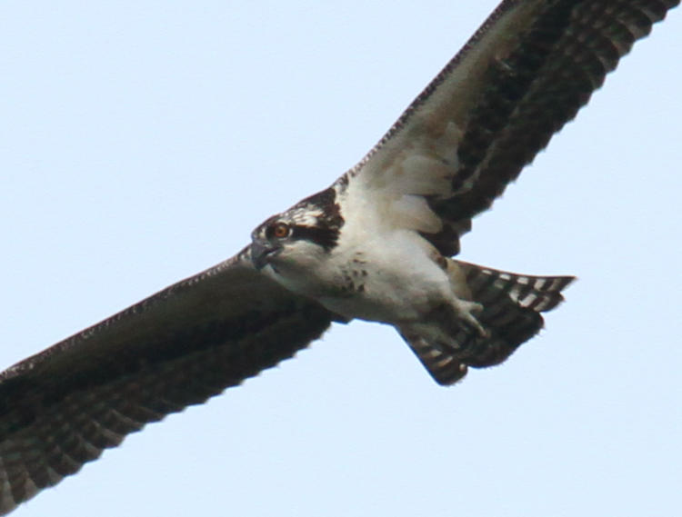 first-year osprey Pandion haliaetus in flight still showing juvenile coloration on head and reddish eyes