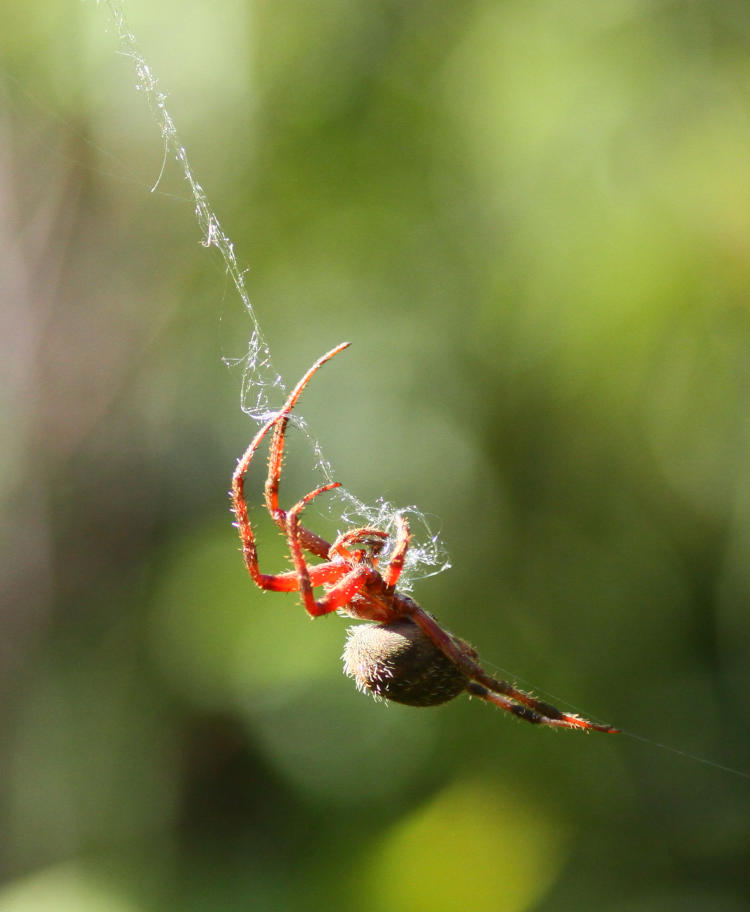 possible Hentz orbweaver Neoscona crucifera gathering detached webbing in late morning