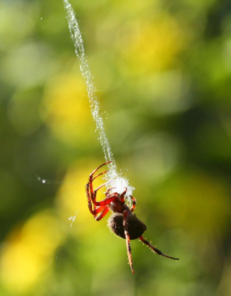 possible Hentz orbweaver Neoscona crucifera with much larger ball of detached webbing