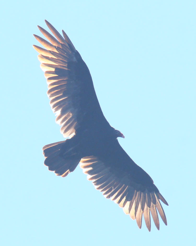 turkey vulture Cathartes aura in flight overhead with backlighting showing new feathers coming in