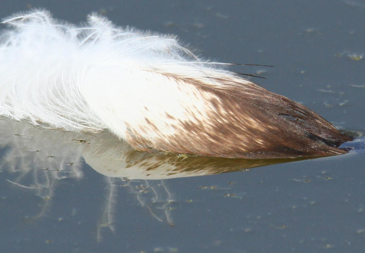 molted covert feather of either osprey Pandion haliaetus or bald eagle Haliaeetus leucocephalus floating on water