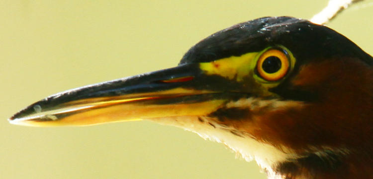 closeup profile of green heron Butorides virescens showing off that eye, because