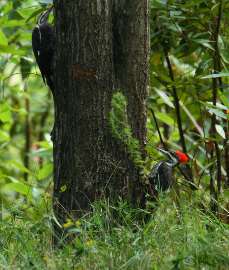 pair of likely juvenile pileated woodpeckers Dryocopus pileatus on same trunk