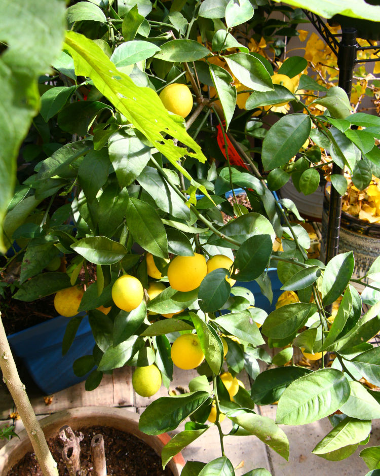 serious crop of lemons on tree in greenhouse