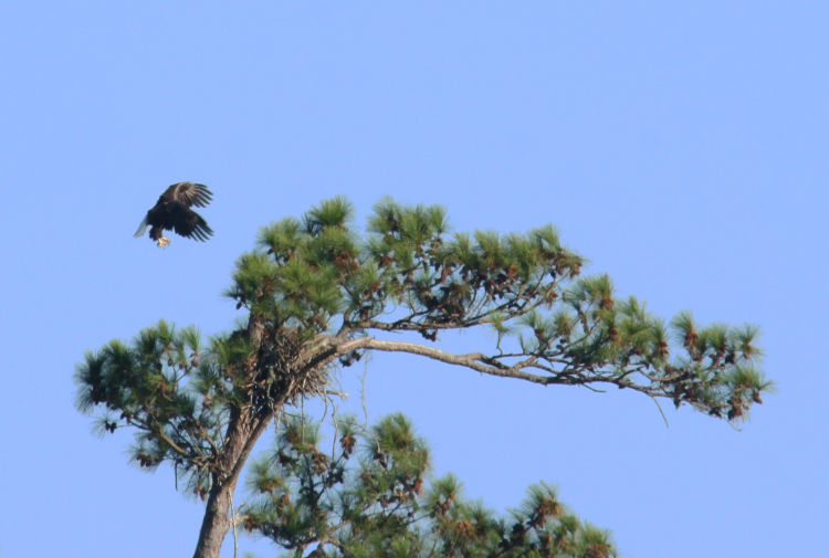 adult bald eagle Haliaeetus leucocephalus approaching tree with old osprey nest