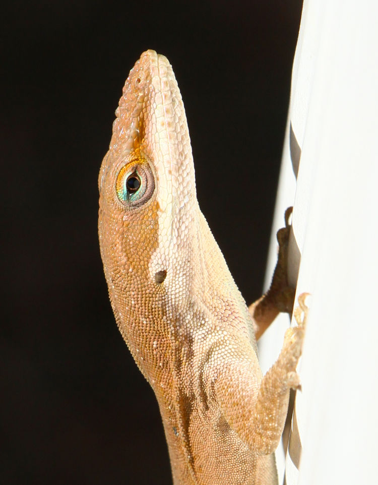 large adult Carolina anole Anolis carolinensis in profile