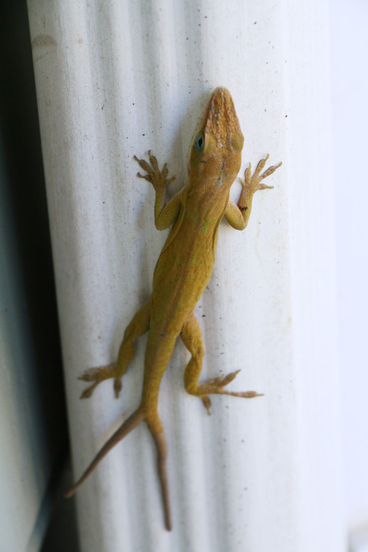 adult Carolina anole Anolis carolinensis with regrown forked tail