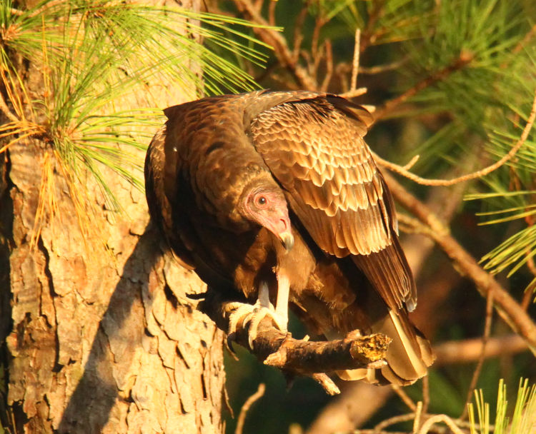 turkey vulture Cathartes aura watching photographer carefully during grooming