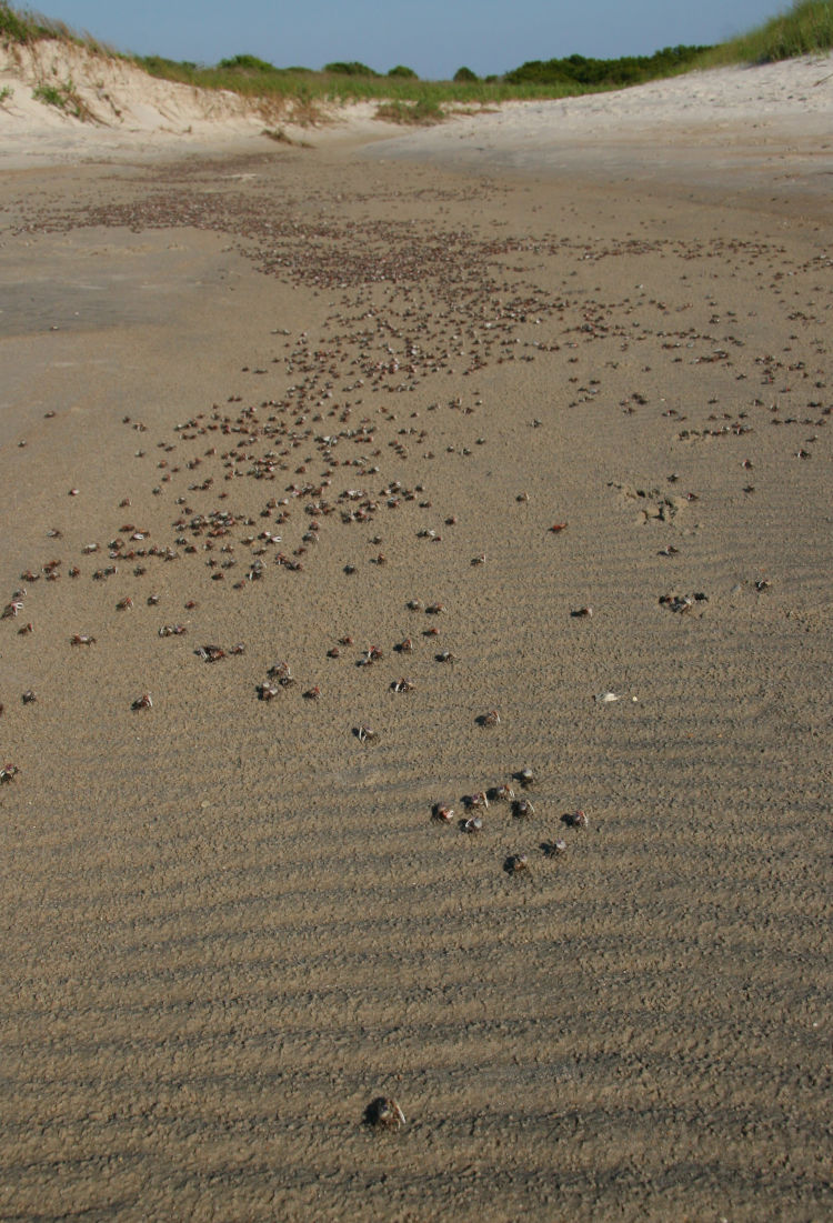 huge number of Atlantic sand fiddler crabs Uca pugilator congregating along high tide influx, south end of Topsail Beach, NC