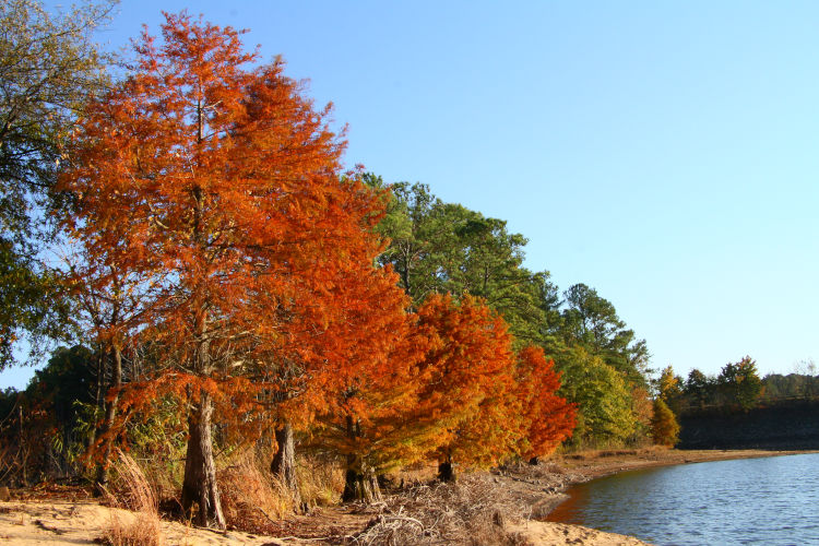 bald cypress Taxodium distichum trees in autumn colors against ugly old loblolly pines on Jordan Lake