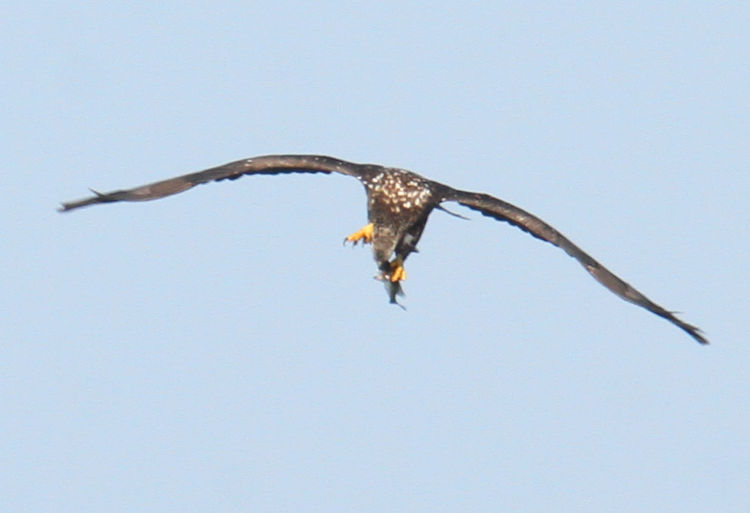 second-year juvenile bald eagle Haliaeetus leucocephalus approaching with tiny fish capture