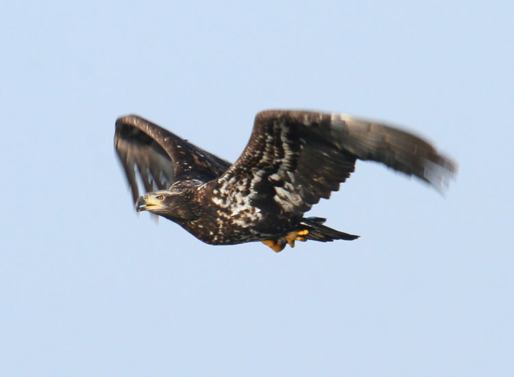 second-year juvenile bald eagle Haliaeetus leucocephalus in profile carrying a hidden tiny fish