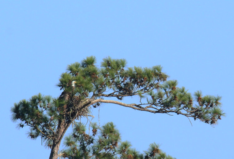 adult bald eagle Haliaeetus leucocephalus hiding within foliage around osprey nest