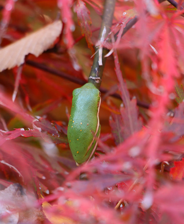 juvenile green treefrog Dryophytes cinereus on Japanese maple tree