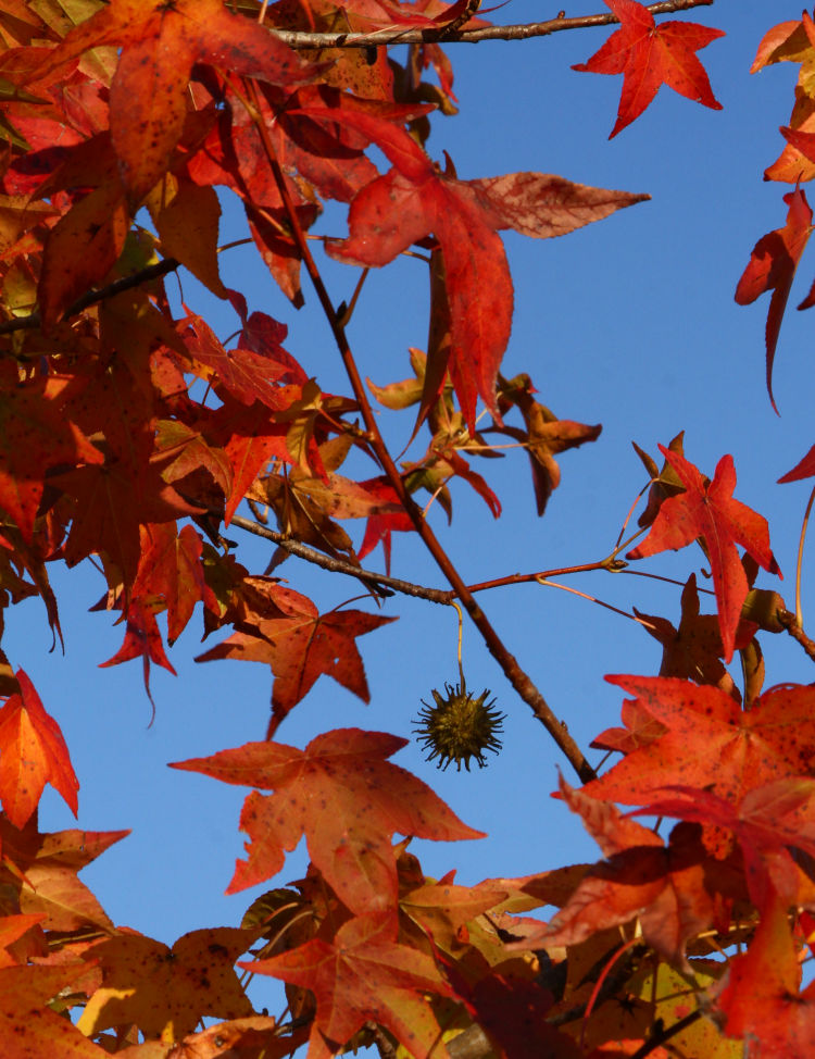 lone gumball among autumn colors of American sweetgum Liquidambar styraciflua tree