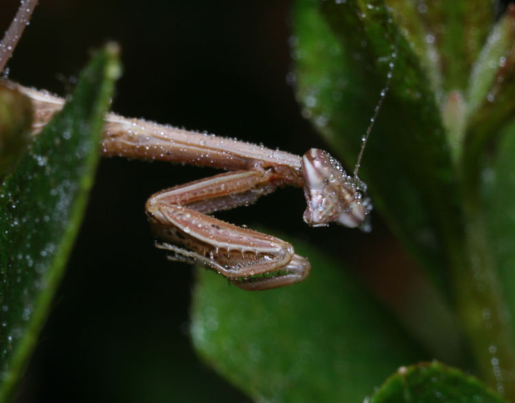 juvenile Chinese mantis Tenodera sinensis on azalea after getting misted