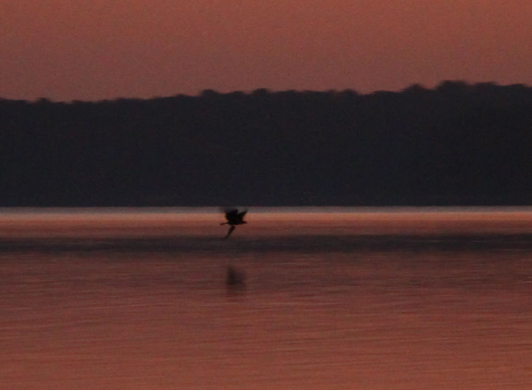 bald eagle Haliaeetus leucocephalus struggling to gain altitude with a recently-captured large fish