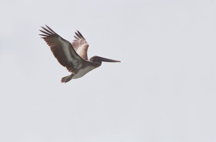 brown pelican Pelecanus occidentalis in pale sky