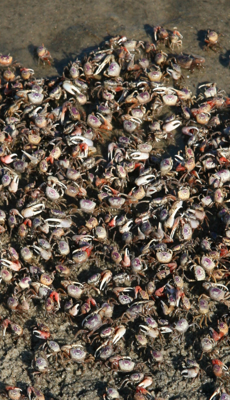 Atlantic sand fiddler crabs Uca pugilator clustered tightly on edge of tidal pool