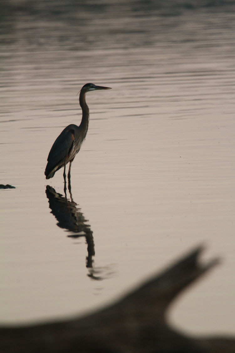 great blue heron Ardea herodias herodias standing quietly at water's edge before dawn