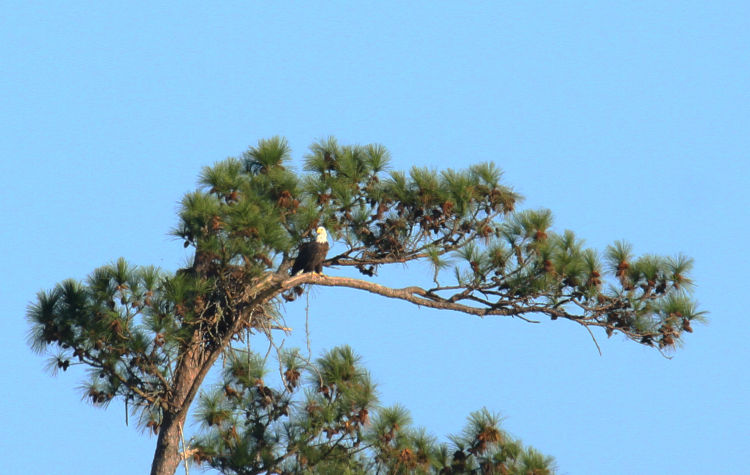 adult bald eagle Haliaeetus leucocephalus perched more visibly in tree by osprey nest