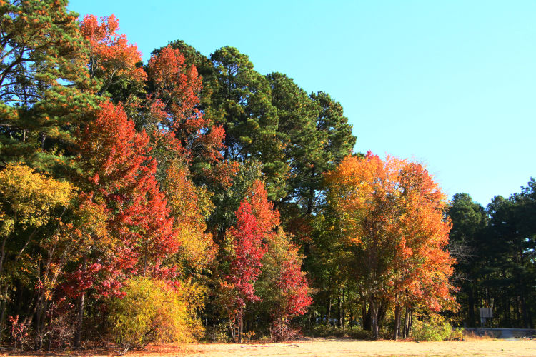 small patch of autumn colors on edge of Jordan Lake