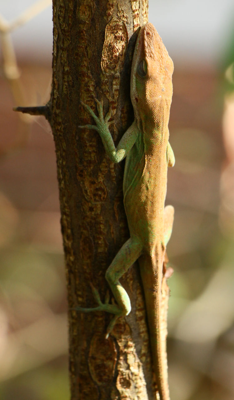 adult Carolina anole Anolis carolinensis snoozing briefly on narrow tree, showing color variations