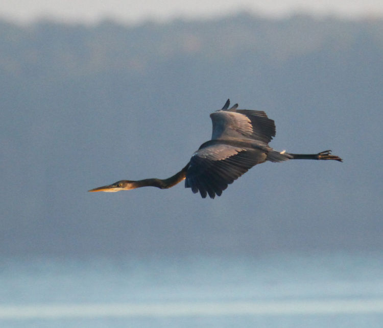 great blue heron Ardea herodias herodias cruising in for a landing on Jordan Lake at sunrise