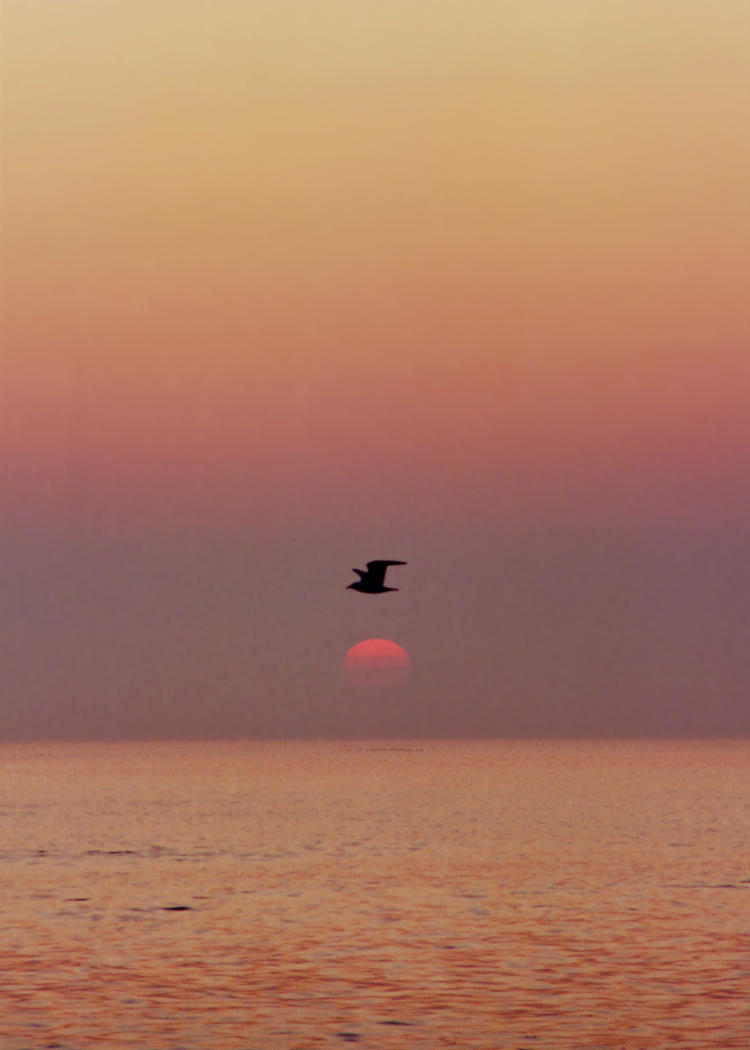 seagull silhouetted over rising sun, beach on Kill Devil Hills, North Carolina
