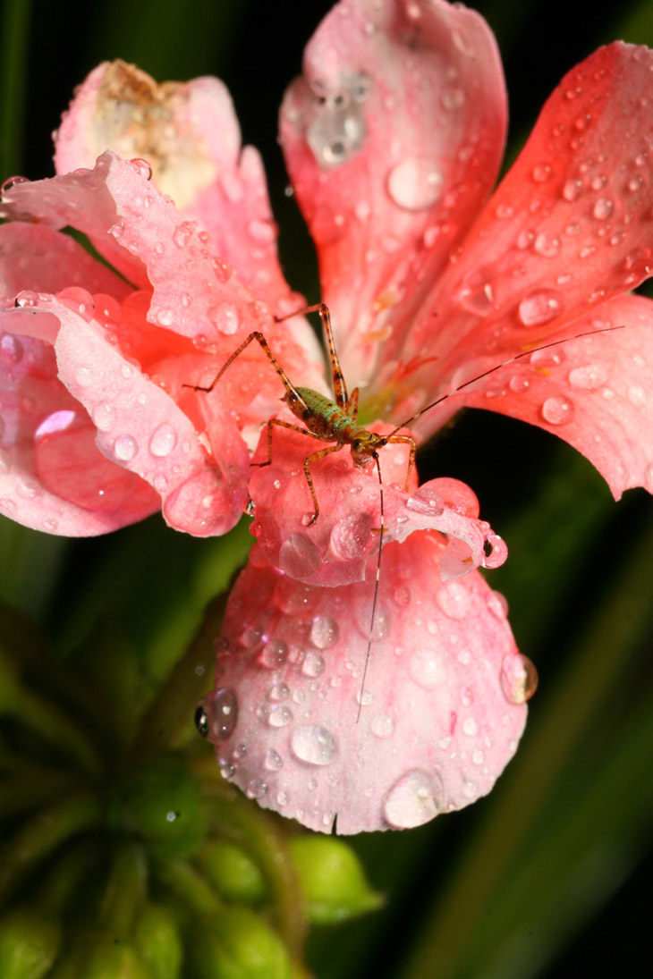 immature katydid on rain-splattered flower