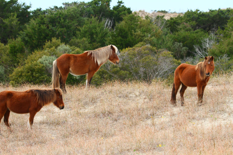 trio of wild Banker horses on Shackleford Banks, NC