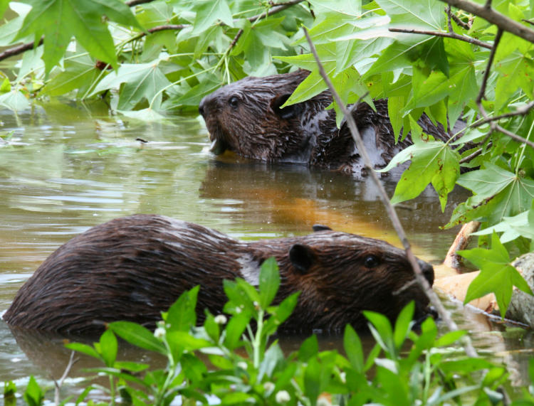 pair of North American beavers Castor canadensis foraging together in neighborhood pond