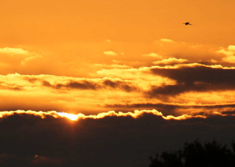 sun rising behind clouds with distant American white ibis Eudocimus albus in frame