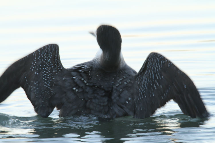 common loon Gavia immer clearing wings after submersion