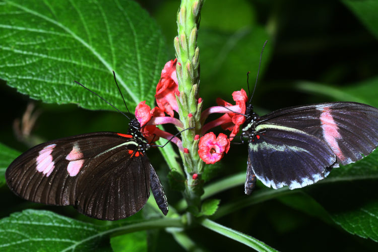 two species of postman Heliconius sharing a flower spike, Museum of Life and Science, Durham NC