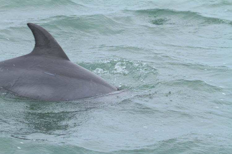 dorsal fin of Atlantic bottlenose dolphin Tursiops truncatus surfacing alongside ferry