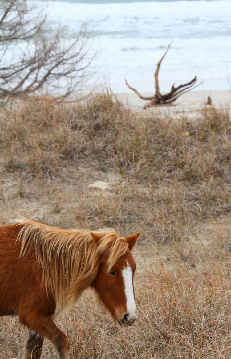 wild horse against driftwood and shoreline, Shackleford Banks, NC