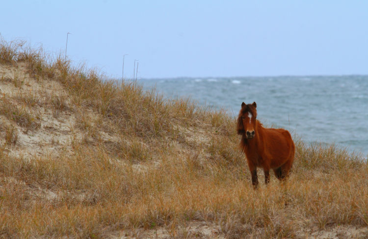 enhanced image of wild horse along steep hill, Shackleford Banks, NC