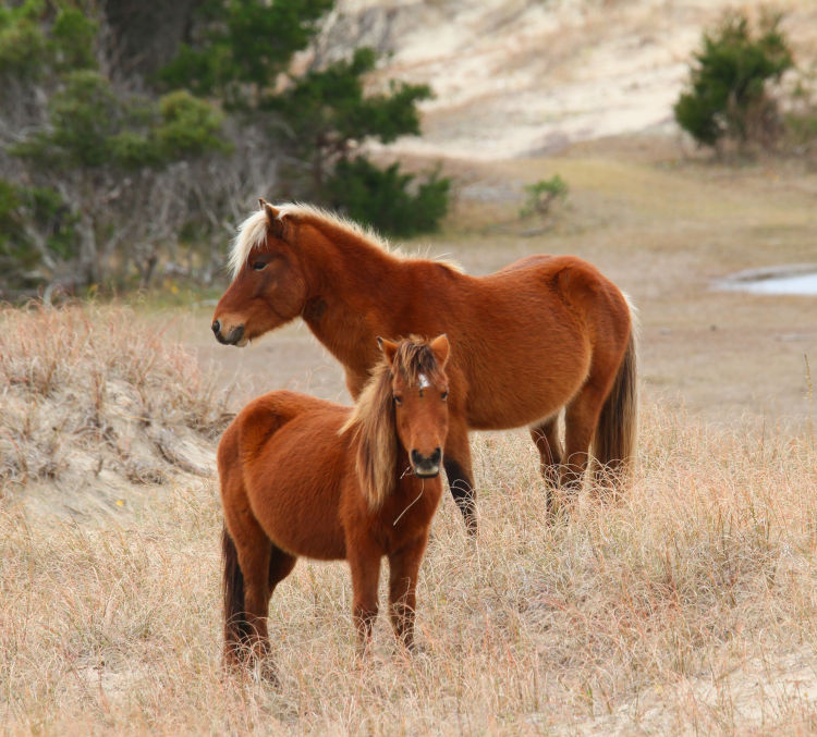 pair of wild horses in small valley on Shackleford Banks, NC