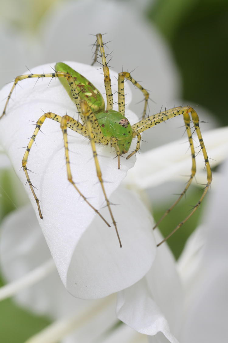 green lynx spider on ginger lily