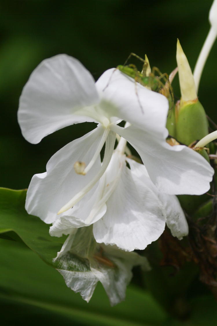 ginger lily with hidden occupant