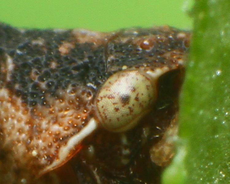 detail crop of eye of adult keeled treehopper Entylia carinata