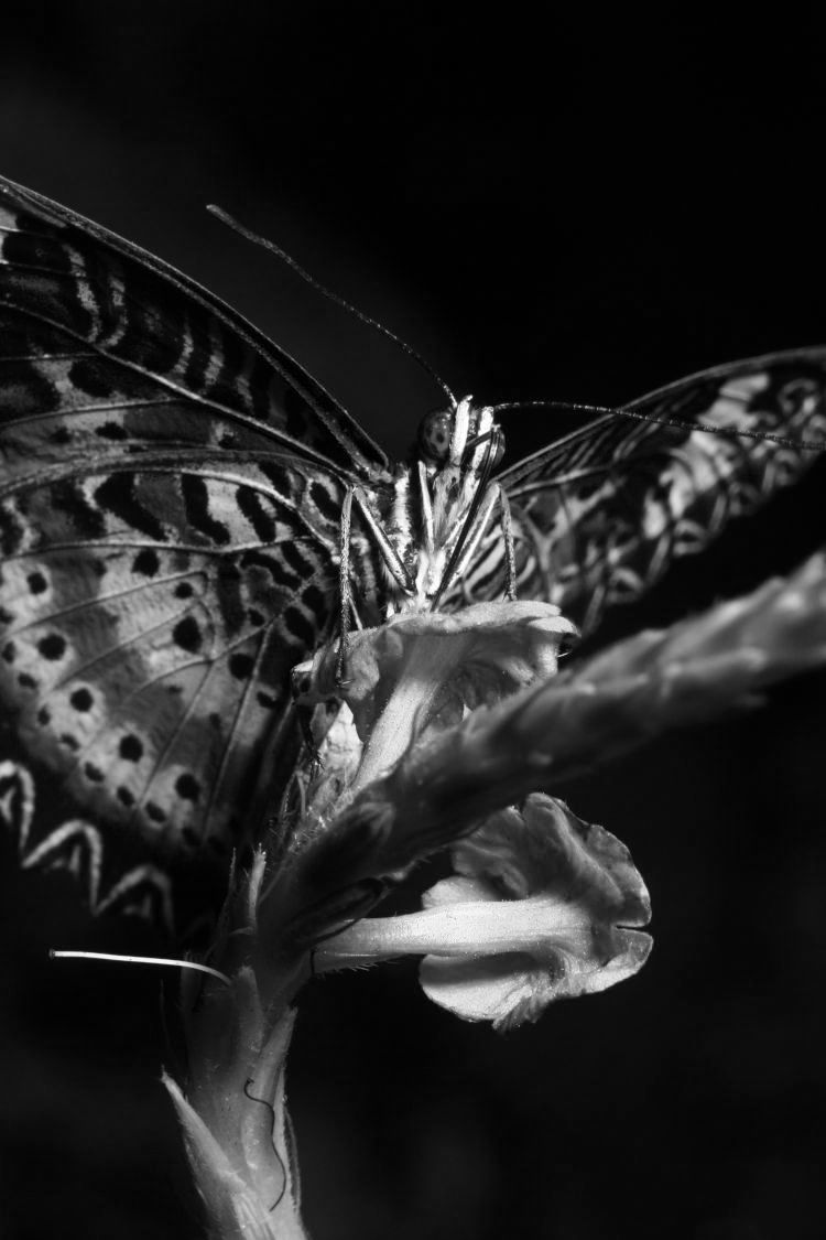 red lacewing Cethosia biblis rendered in monochrome channels