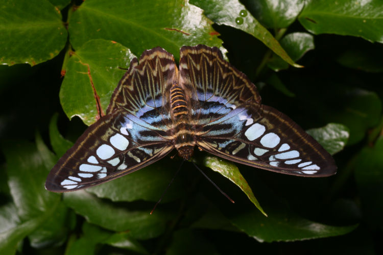 possibly blue clipper Parthenos sylvia lilacinus in Museum of Life and Science, Durham NC