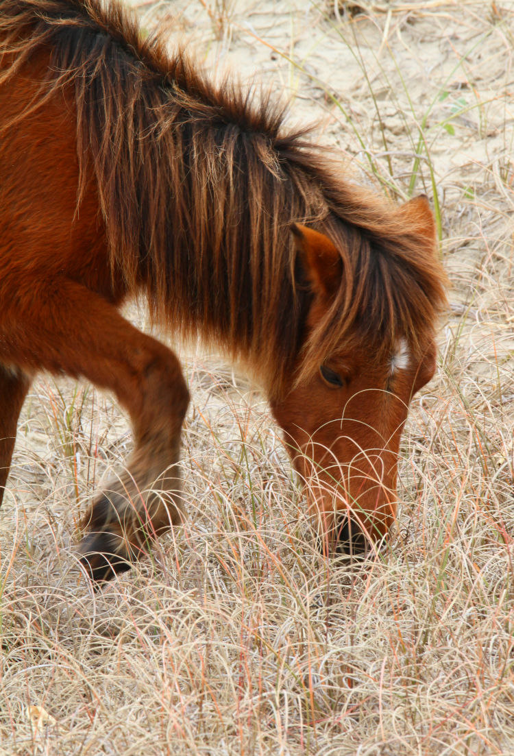 wild horse pawing at sandy turf while grazing, Shackleford Banks, NC