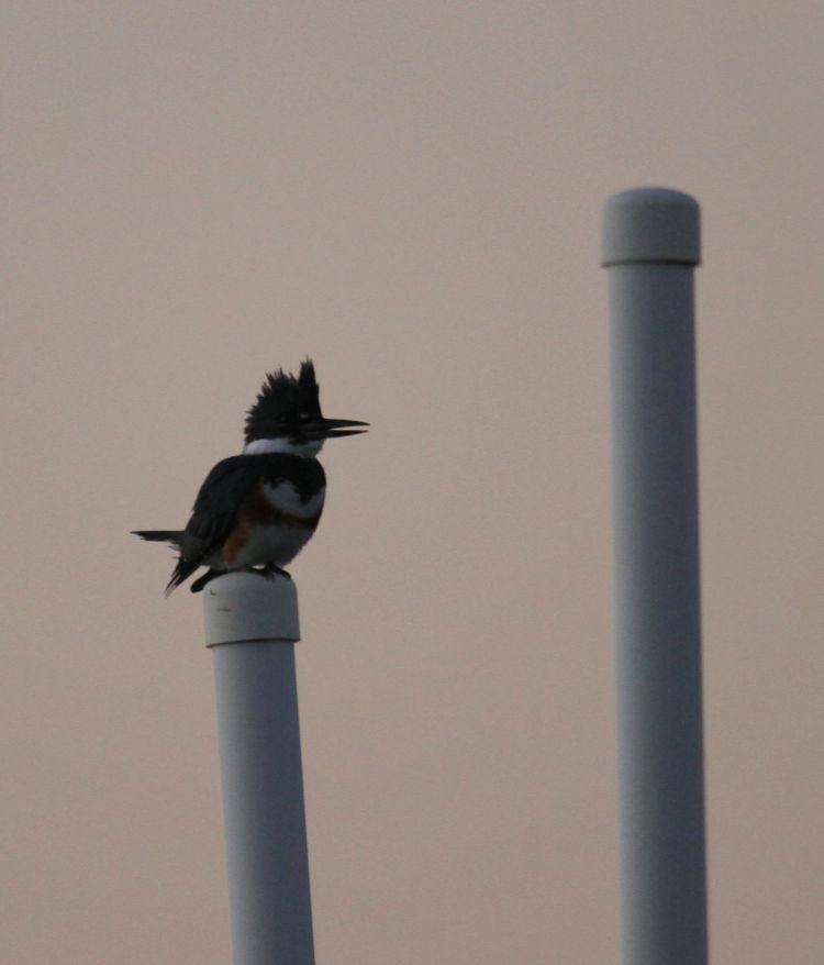 belted kingfisher Megaceryle alcyon perched atop pipes on river before dawn