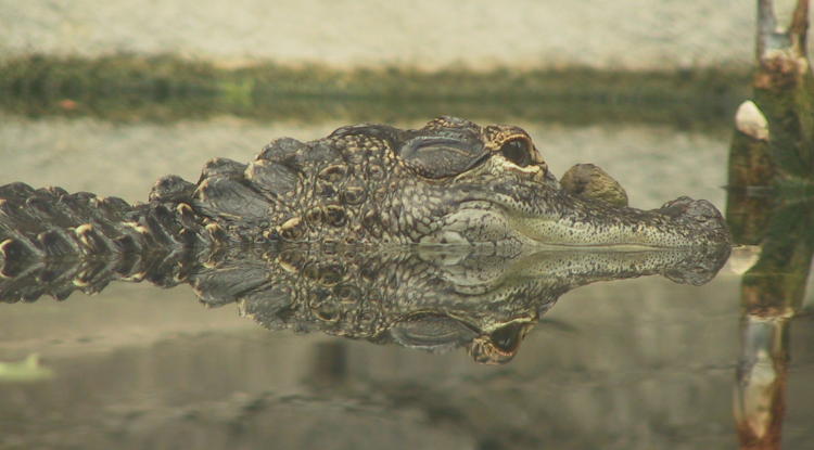 American alligator and its reflection in one of the aquariums