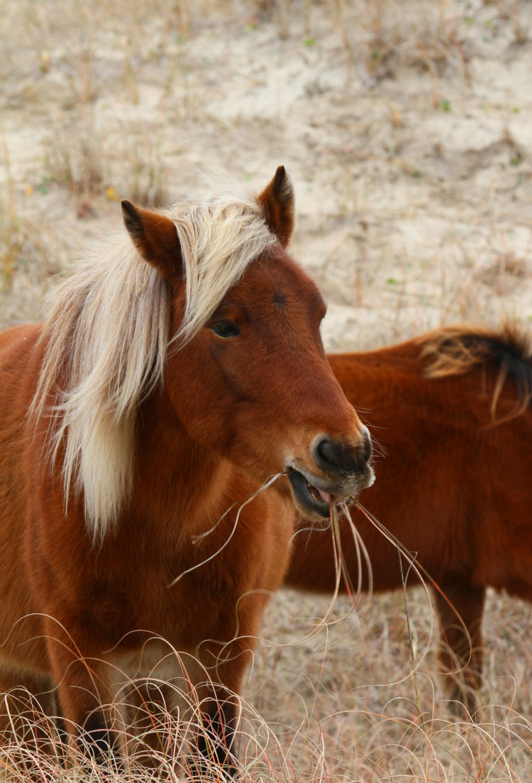 wild horse with long grasses dangling from mouth, Shackleford Banks, NC